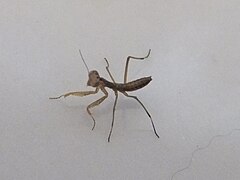 一隻螳螂（Mantis religiosa）若蟲