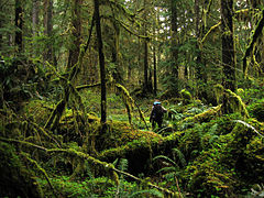 Olympic Rain Forest, Washington