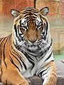 Bengáli tigris, India nemzeti állata