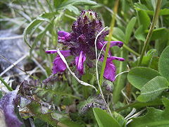 Pedicularis verticillata.