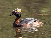 Kuifduiker (Podiceps auritus)