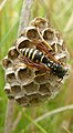 Polistes biglumis una altra espècie present a la península Ibèrica