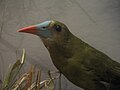 Olive Oropendola