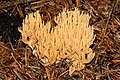 !Ramaria.eumorpha!