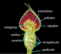 En el pimpollo (yema floral) se ve claramente la función protectora de los sépalos. En la foto un pimpollo de rosa (género Rosa), el receptáculo está expandido hasta formar una cavidad en la cual se desarrollan los pistilos.