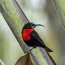 male C. s. gutteralis in Matsapha, Eswatini