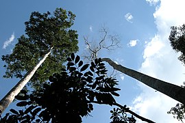 Taman Negara, Malaysia, Tall trees in canopy.jpg