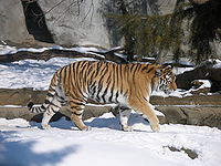 sibirski tigar