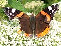 Admiral: En sommerfugl i familien flikvinger med mørkebrune vinger med hvite flekker. Vingespenn: 60–70 mm. Flyperiode: Mai til september.