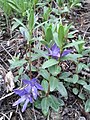 Barvínek bylinný (Vinca herbacea)