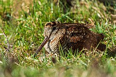 Горски бекас (S. rusticola)