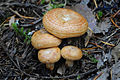 Lactarius deliciosus