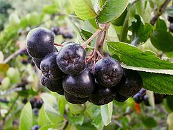 Nigra aronio (Aronia melanocarpa)