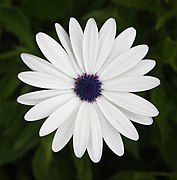 African Cape Daisy (Osteospermum barberiae).jpg