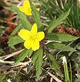 Anemone ranunculoides, a anemone de bosque amarela