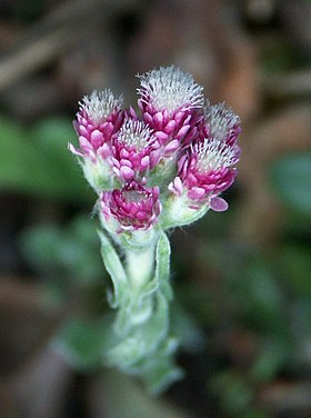 Kattefod (Antennaria dioica) Foto: Henripekka Kallio.