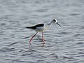 Black-winged stilt near Nagrota Surian