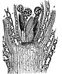 Lengtedoorsnede door Funaria hygrometrica e=bladeren, d=bladnerven, c=parafysen (steriele organen), b=antheridia (mannelijk organen).