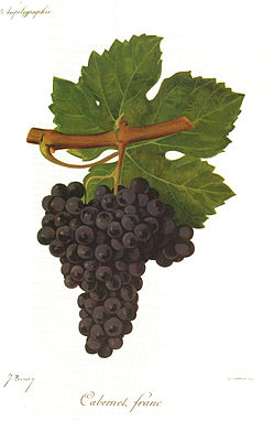 Cabernet franc