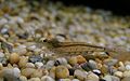 Japanese swamp shrimp, Caridina japonica