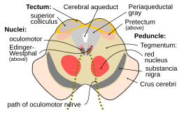 {Sectie van de colliculus superior, die het pad van de N. III weergeeft. Hierop zijn de structuren rondom het tegmentum goed te zien.