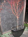 Acer palmatum 'Sango kaku', potted