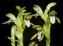 Coralroot orchid