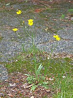 Klein streepzaad (Crepis capillaris)