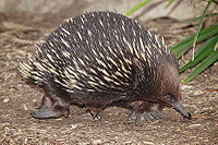 Echidna