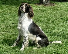 Spaniel francés