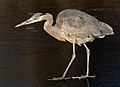 Image 61Great blue heron on frozen pond in Green-Wood Cemetery