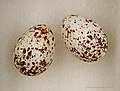   Eggs