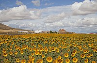 Pólo ze słyńcami (Helianthus annuus) pśed cerkwju Nuestra Señora de La Blanca, w Cardejón, Špańska