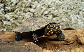 Indian Black Turtle or Indian Pond Terrapin Melanochelys trijuga2.jpg