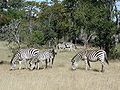 Grantzebra, (Steppezebra)