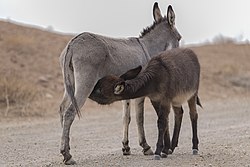 عکس از یک کره الاغ، در پارک ملی کویر در حال خورد شیر مادر