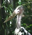 Lesser Adjutant Stork