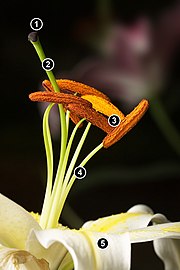 Lilium longiflorum – 1. близалце, 2. плодник, 3. цветен прашец, 4. стъбълце, 5. венчелистчета