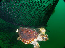 Una tortuga boba escapa de una red de pesca a través de un dispositivo excluidor de tortugas