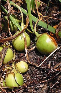 mandragóra (Mandragora officinarum) gyümölcsei