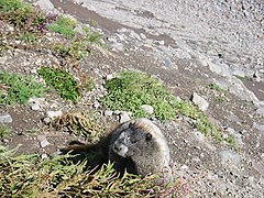 Marmota de las Rocosas en el área salvaje Mount Baker