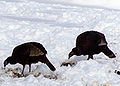 Wild turkeys in winter, Ontario, Canada