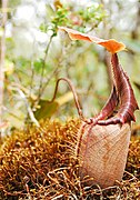 Nepenthes ovata