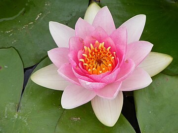 Flor de piezas espiraladas en el camalote del género Nymphaea.