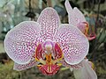 Orchidée du jardin botanique