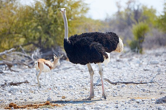 Common ostrich (struthio camelus) near Okaukuejo in Etosha