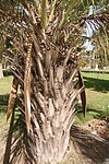 A cultivated younger tree in Fortín Olavarría, Buenos Aires, Argentina, showing the persistent leaf bases and the spathes.