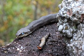 Pantherophis alleghaniensis Stanton 2.jpg