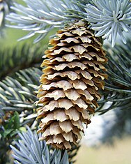 cone and foliage