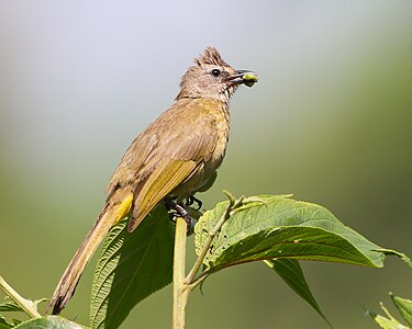 Mountain bulbul, by JJ Harrison